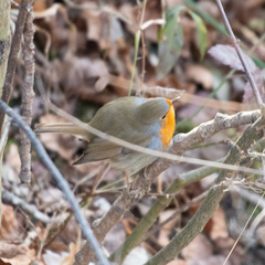 Erithacus rubecula