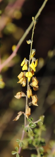 Image of Wiborgia obcordata by (c) Tony Rebelo, some rights reserved (CC BY-SA)