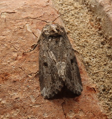 Spodoptera exempta