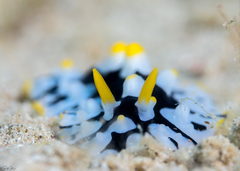 Phyllidia rueppelii
