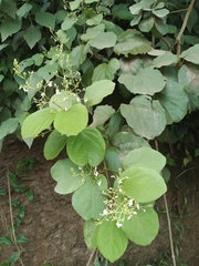 Tynanthus