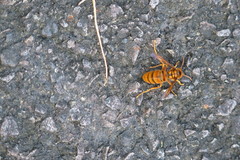 Vespa simillima xanthoptera