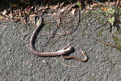 Elaphe quadrivirgata