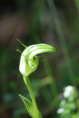 Pterostylis monticola