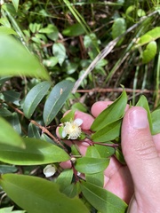 Pilidiostigma glabrum