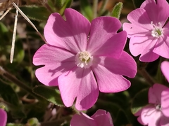 Silene littorea
