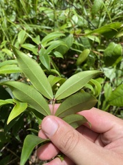 Pilidiostigma glabrum