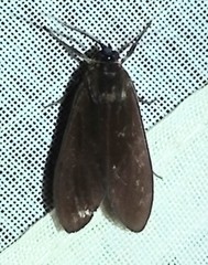 Aclytia ventralis