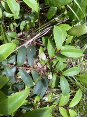 Pilidiostigma glabrum