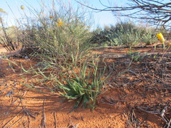 Podolepis longipedata