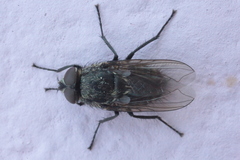 Polleniidae
