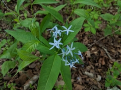 Amsonia