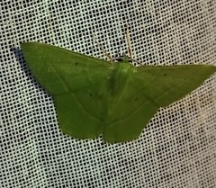 Nemoria remota