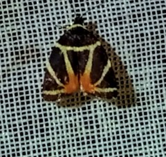 Hemerophila felis
