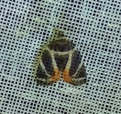 Hemerophila felis