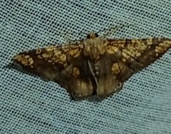 Nematocampa completa