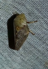 Cephisus siccifolius