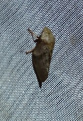 Cephisus siccifolius