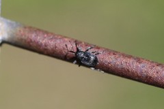 Archarius salicivorus