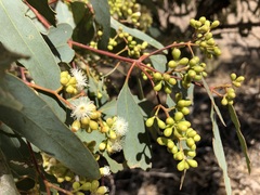 Eucalyptus behriana