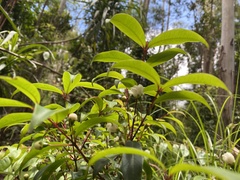 Pilidiostigma glabrum