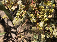 Eucalyptus behriana