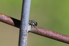 Archarius salicivorus