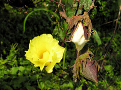 Gossypium barbadense