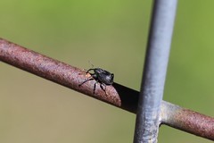 Archarius salicivorus