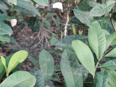 Cyrtophora cicatrosa