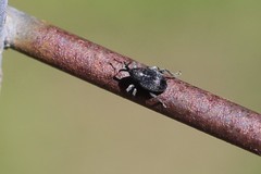 Archarius salicivorus