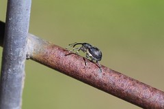 Archarius salicivorus