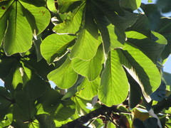 Cecropia palmata