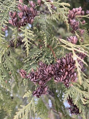 Thuja occidentalis