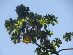 Cecropia palmata