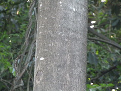 Cecropia palmata