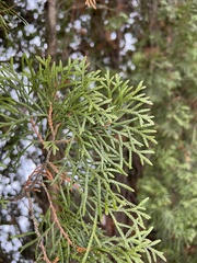 Thuja occidentalis
