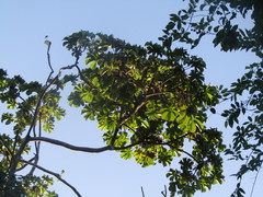 Cecropia palmata