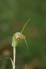 Pterostylis decurva