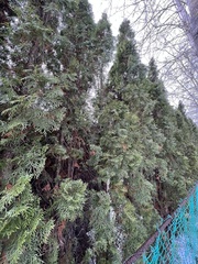 Thuja occidentalis