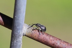 Archarius salicivorus