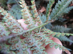 Polystichum oculatum
