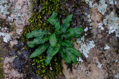 Stenoglottis fimbriata