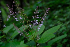 Plectranthus grallatus