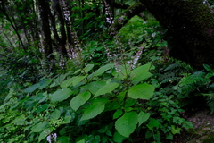 Plectranthus grallatus