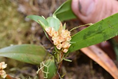 Maxillaria parviflora