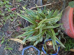 Chlorophytum laxum