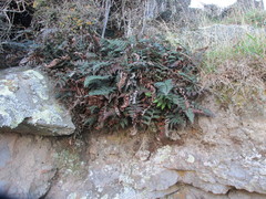 Polystichum oculatum