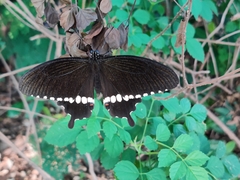 Papilio polytes