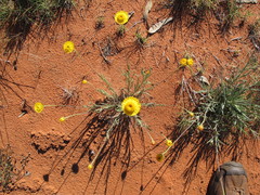 Leucochrysum stipitatum
